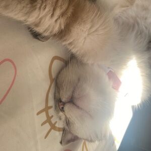 Meet your Posher, Belladonna